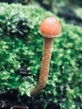 Kuehneromyces mutabilis image