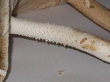 Amanita whetstoneae image