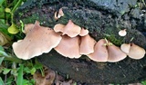 Auriscalpium villipes image