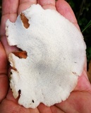 Auriscalpium villipes image