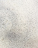 Auriscalpium villipes image