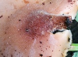 Auriscalpium villipes image