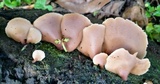 Auriscalpium villipes image