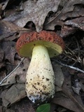 Xerocomus hortonii image