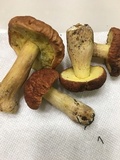 Xerocomus hortonii image