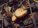 Galiella rufa image