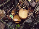 Galiella rufa image