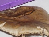 Amanita whetstoneae image