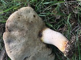 Retiboletus griseus image