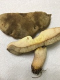 Retiboletus griseus image