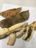 Retiboletus griseus image