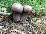 Tylopilus plumbeoviolaceus image