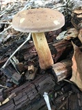 Tylopilus felleus image