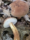 Tylopilus felleus image