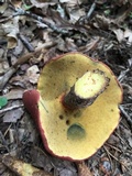 Baorangia bicolor image