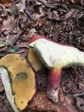 Baorangia bicolor image