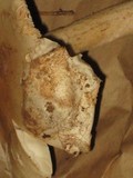 Amanita whetstoneae image