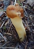 Verpa conica image