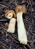 Verpa conica image
