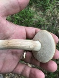 Tylopilus minor image