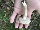 Tylopilus minor image