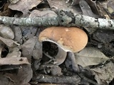 Tylopilus minor image