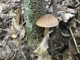 Aureoboletus auriporus image