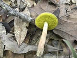 Aureoboletus auriporus image