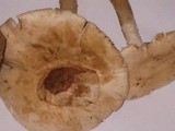 Amanita whetstoneae image