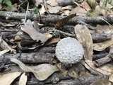 Amanita onusta image