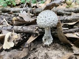 Amanita onusta image