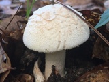 Amanita peckiana image