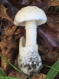 Amanita peckiana image