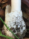 Amanita peckiana image