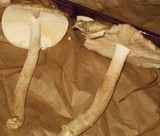 Amanita whetstoneae image