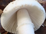 Amanita peckiana image