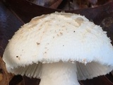 Amanita peckiana image