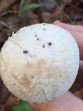 Amanita peckiana image