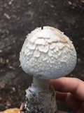 Amanita peckiana image