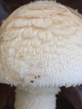 Amanita peckiana image