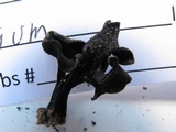Helvella corium image