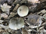 Russula modesta image