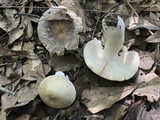 Russula modesta image