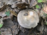 Russula modesta image