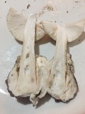 Amanita peckiana image