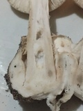 Amanita peckiana image