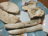 Amanita peckiana image