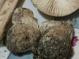 Amanita peckiana image