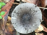 Amanita sect. Vaginatae image