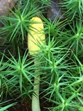 Leucocoprinus fragilissimus image